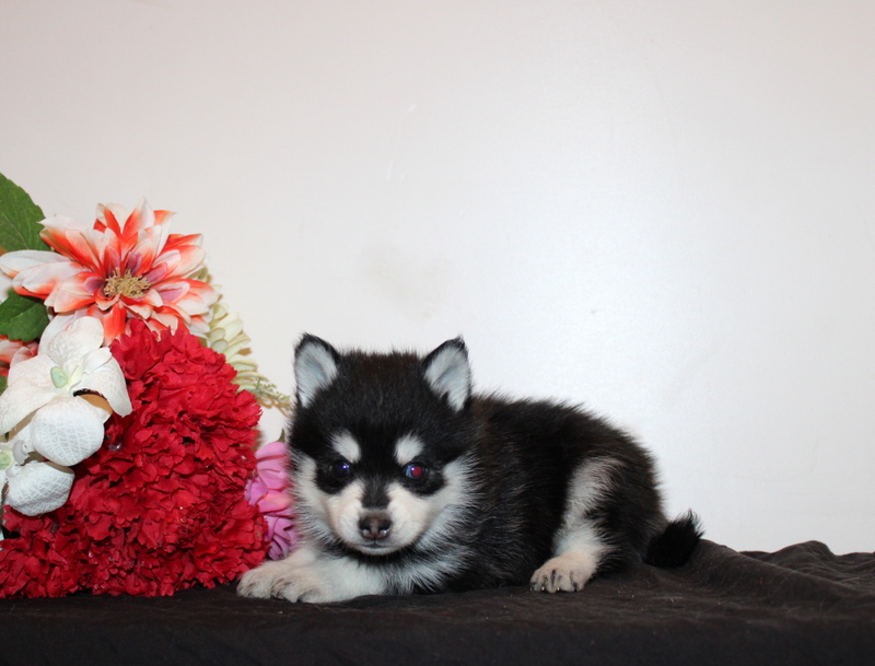 puppy, for, sale, Pomsky, Matthew B. Stoltzfus, dog, breeder, Gap, PA, dog-breeder, puppy-for-sale, forsale, nearby, find, puppyfind, locator, puppylocator, aca